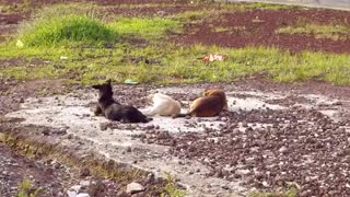 Three Dogs Resting In A Park