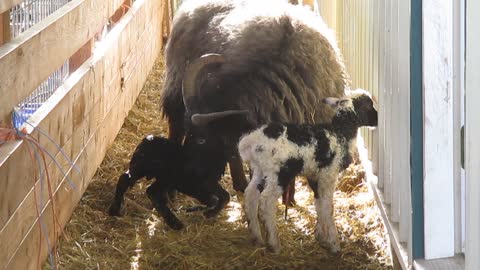 Sheep Giving Birth ~ Part 2