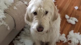 White dog looking sad about ripping sofa