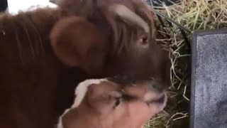 A Cow Eats Beside A Goat in The Barn.