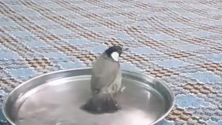 Pet bird
