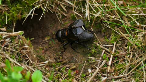 2 Gryllus campestris live in this mink