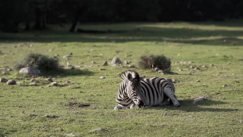 video zebra