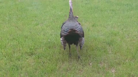 (Graphic) Raw footage of two male turkeys fighting in the wilds of northern Michigan