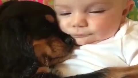 Puppy Loves to sleep with toddler❤️❤️