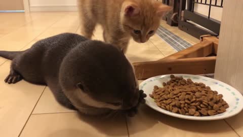 Different ways of eating between Otter Sakura and Cat Mochi