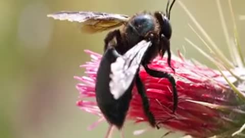 Bee in flower