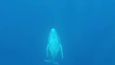 Beautiful sound of whale 🐋