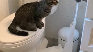 Troublesome Kitty Uses The Whole Roll