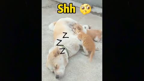 Best Funny Cat Videos/you can get more fun video