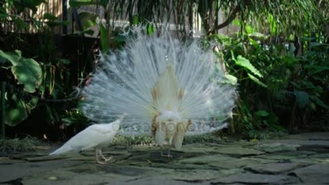 White peacock with music.