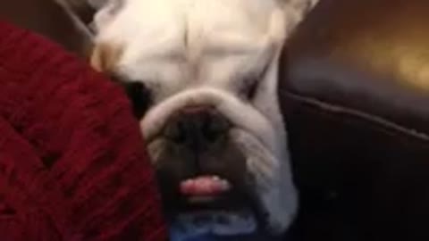 Bulldog finds himself in a tight spot trying to climb couch