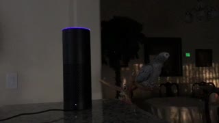 Parrot Tells Amazon Alexa "I Love You"