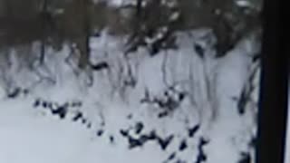 Cats chasing in the snow