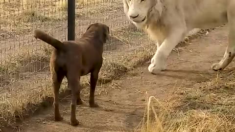 Cute Lion Gives Smooches to Puppy's Paw!