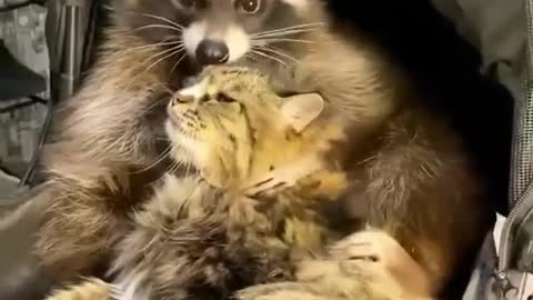 Friends cat and raccon