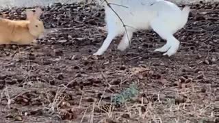 Bunnies Playfully Roughhouse Under a Tree