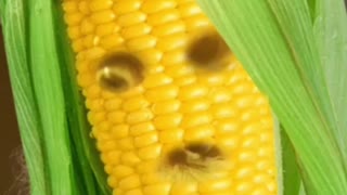 Corn cobb