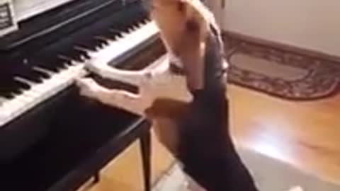 Look at this dog talent singing and playing the piano