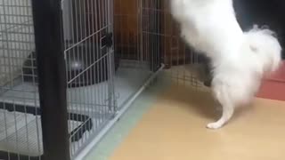 Look how this Dog is Dancing with His Hands