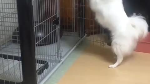 Look how this Dog is Dancing with His Hands
