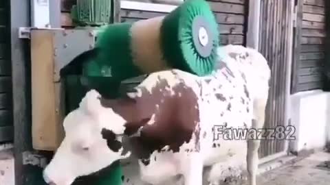 Rotating Cattle Scraper Brush