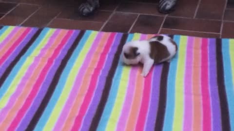 Tiny bulldog puppy learns how to bark