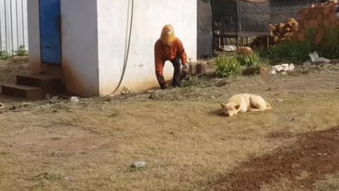 Troll Prank Dog Funny & fake Lion and Fake Tiger Prank To dog & Huge Box Prank