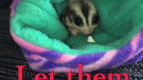 How to bond with a Sugar Glider