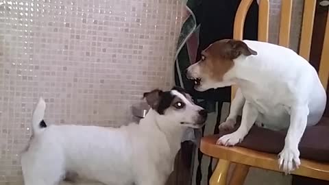 Female Dog Refuses To Give Her Place Up On The Chair