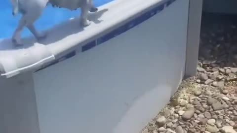 Dog Swimming-tasauod | Funny Dog