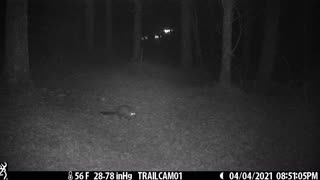 Possum cruising the woods 4-4-21