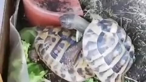 Two turtles have Sex