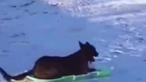 Dog goes sledding!