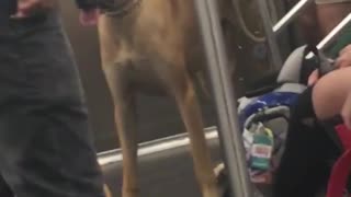 Large brown dog on subway train