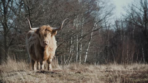 Highland Cows