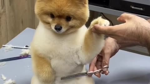 very cute mini pomerenian hair grooming | funny and cute pomerenian videos |funny puppy videos
