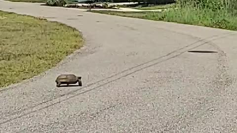 Why did the tortoise cross the road