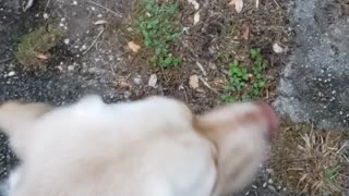Dog watches deer2