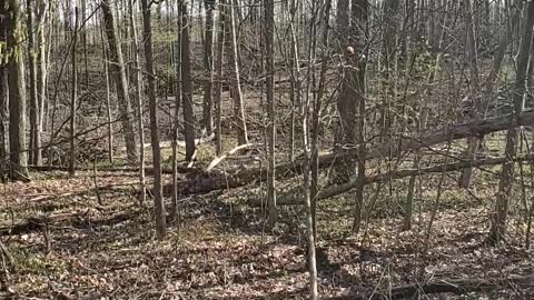 Just walking through budding trees