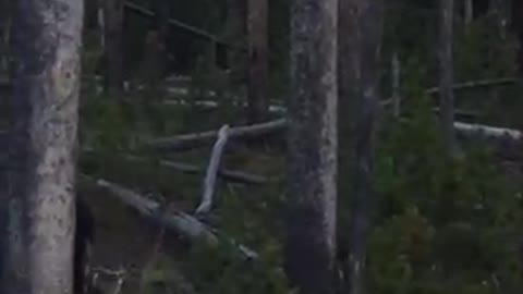 Yellowstone Grizzly Bear