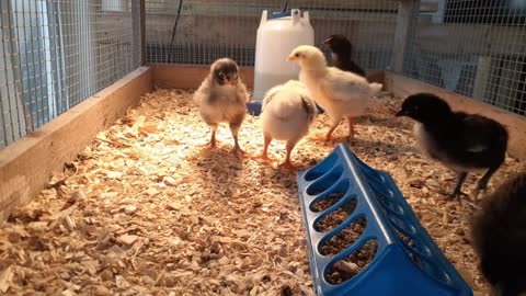 Baby Chickens Day #08