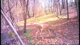 Trail Cam Friday