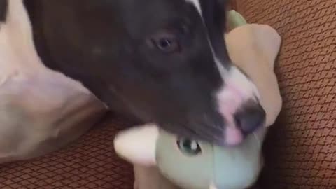 Black dog sitting on sofa chewing on grey toy