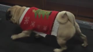 Pug wearing christmas sweater walking on treadmill