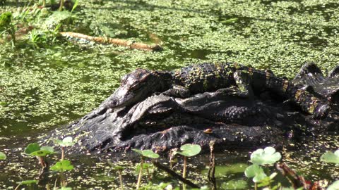 Baby alligator on its mother head