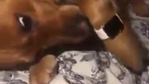 How to use apple watch with dog.