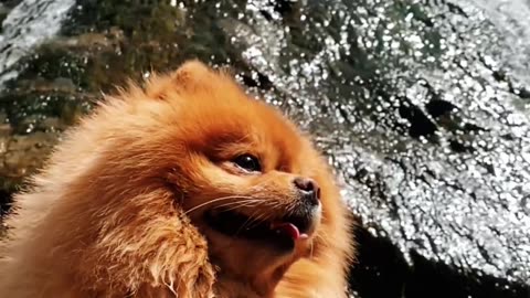 Spitz dog mountains free stock video. Free for use & download