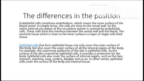 The differences between epithelial cells and endothelial cells