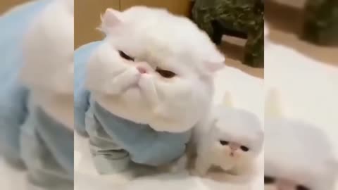 Bodyguard Mummy | Over possessive cat mother 😂